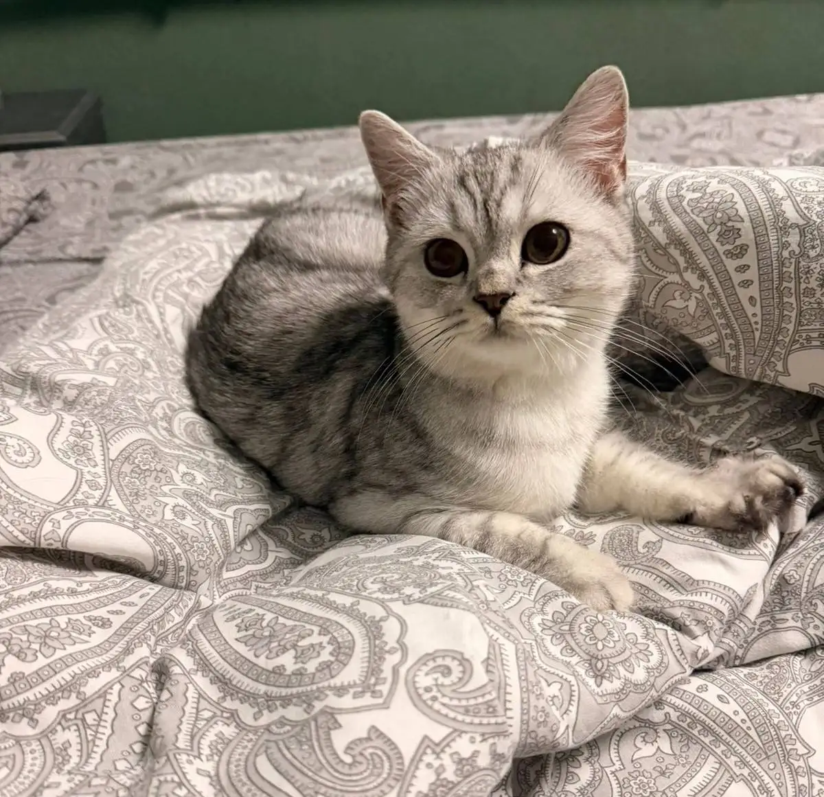 Котенок Филипп ищет дом в Краснодаре - Кошки (Животные) в Краснодар