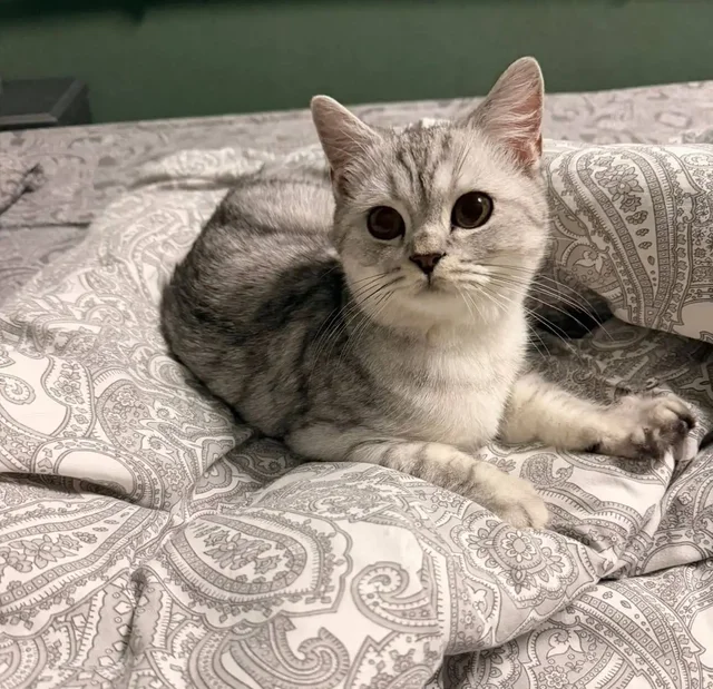 Котенок Филипп ищет дом в Краснодаре - частное объявление в Краснодар