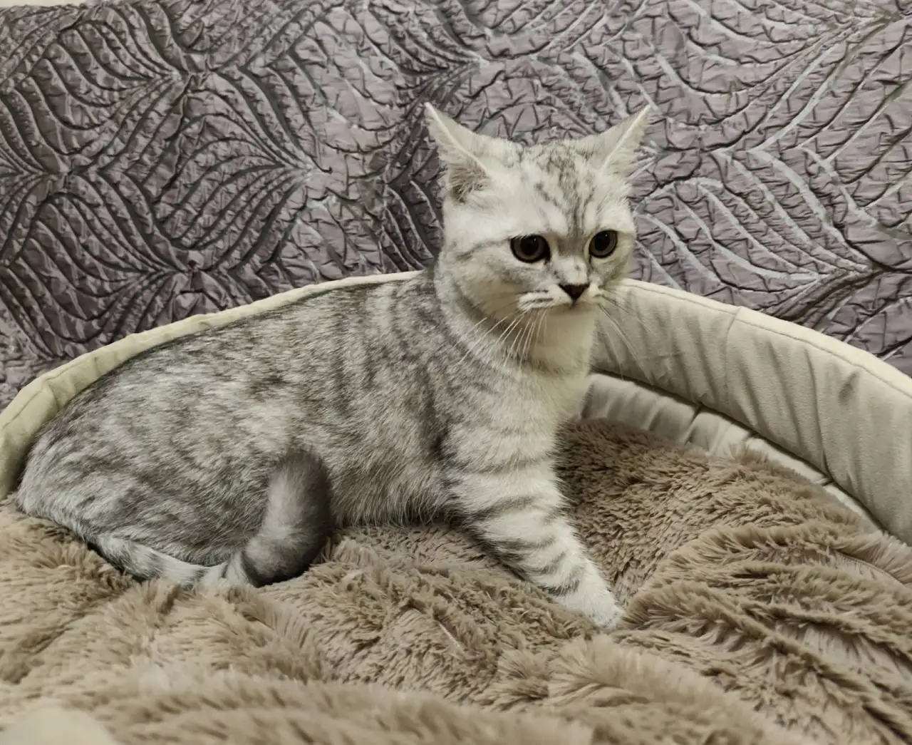 Котенок Филипп ищет дом в Краснодаре - Кошки (Животные) в Краснодар