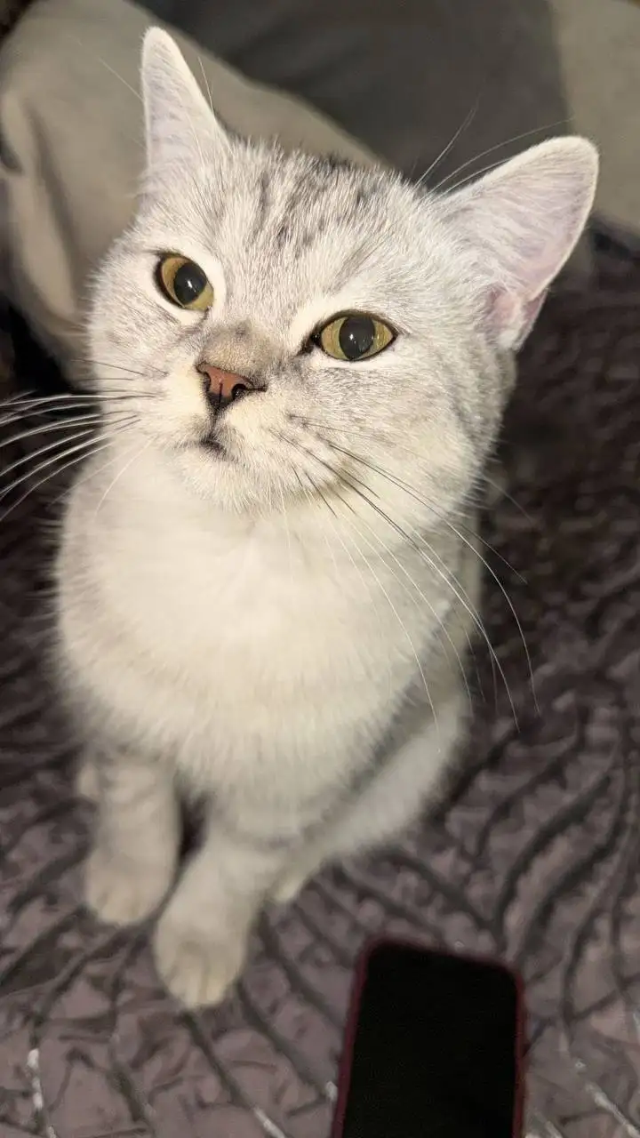 Котенок Филипп ищет дом в Краснодаре - Кошки (Животные) в Краснодар