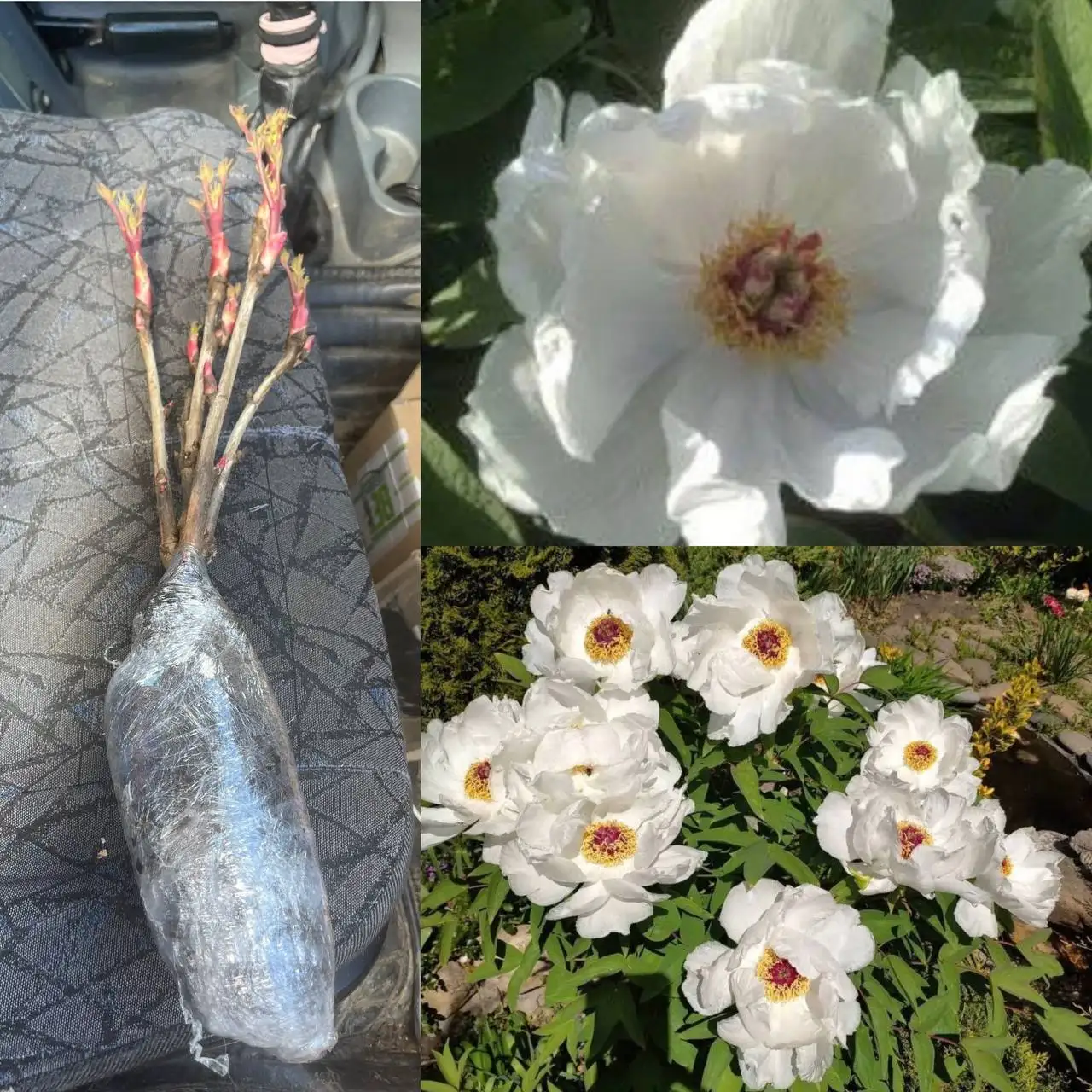 Саженцы белого древовидного пиона Feng Dan Bai - Растения (Хобби и отдых) в Краснодар