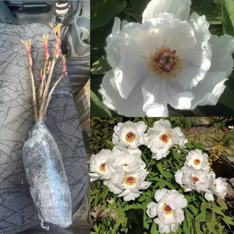 Саженцы белого древовидного пиона Feng Dan Bai - Садовые растения в Краснодар