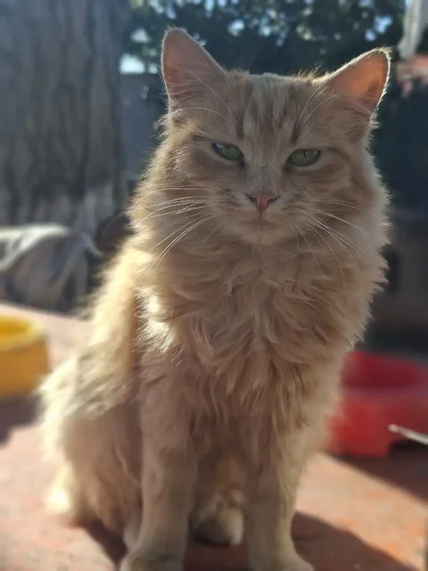 Отдам кошечек в добрые руки - частное объявление в Краснодар