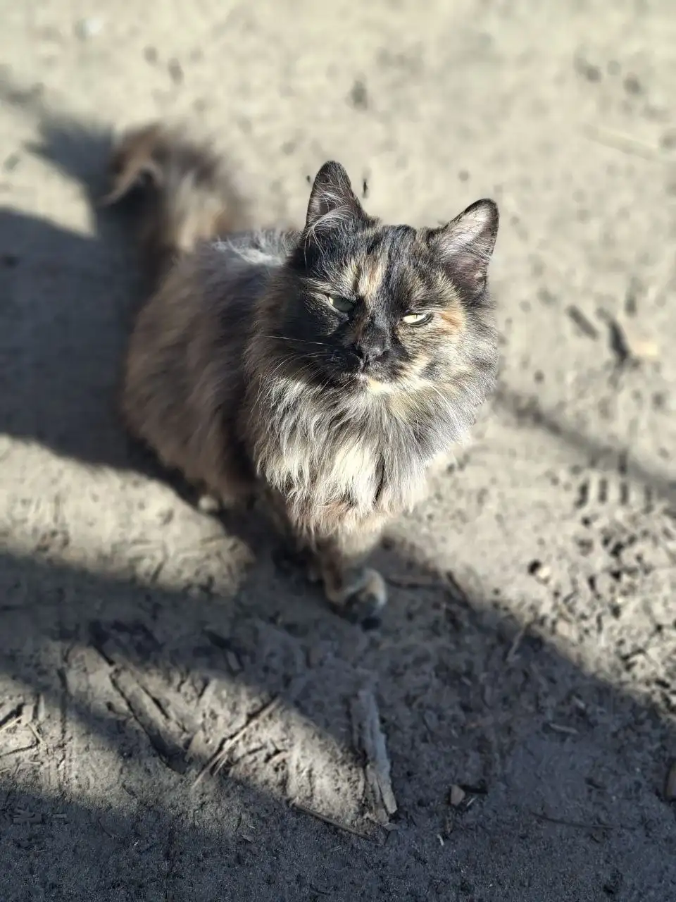 Отдам кошечек в добрые руки - Кошки (Животные) в Краснодар