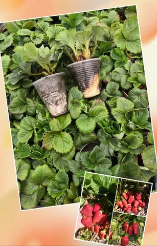 Рассада клубники АЗИЯ - Водонагреватели в Краснодар