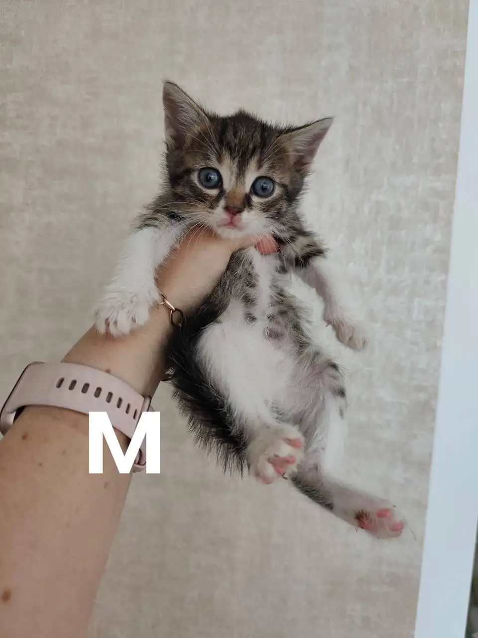 Котята ищут дом - Животные в Краснодар