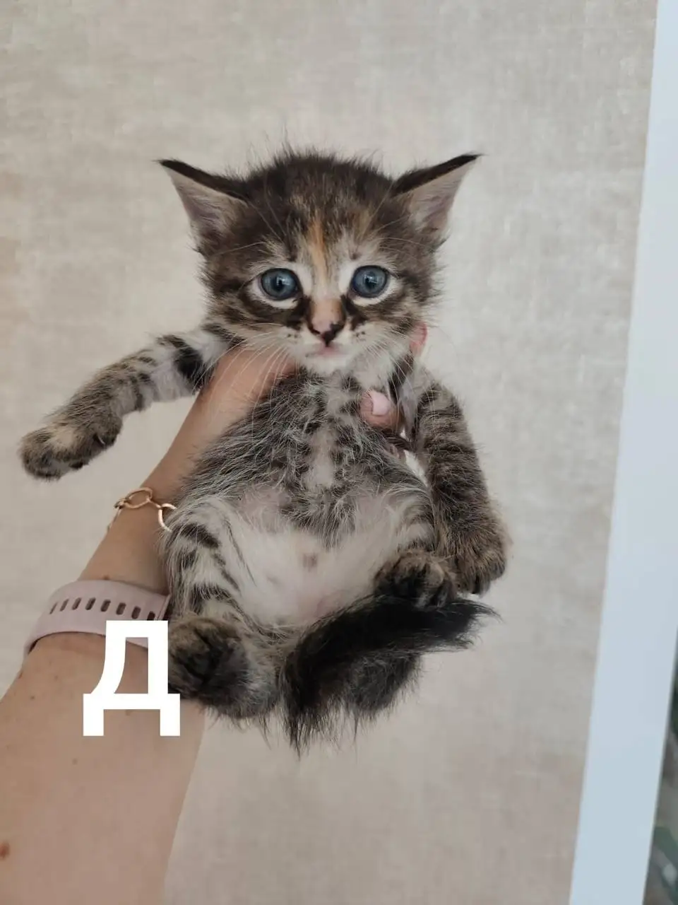 Котята ищут дом - Животные в Краснодар