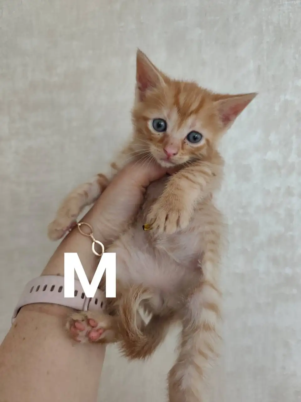 Котята ищут дом - Животные в Краснодар