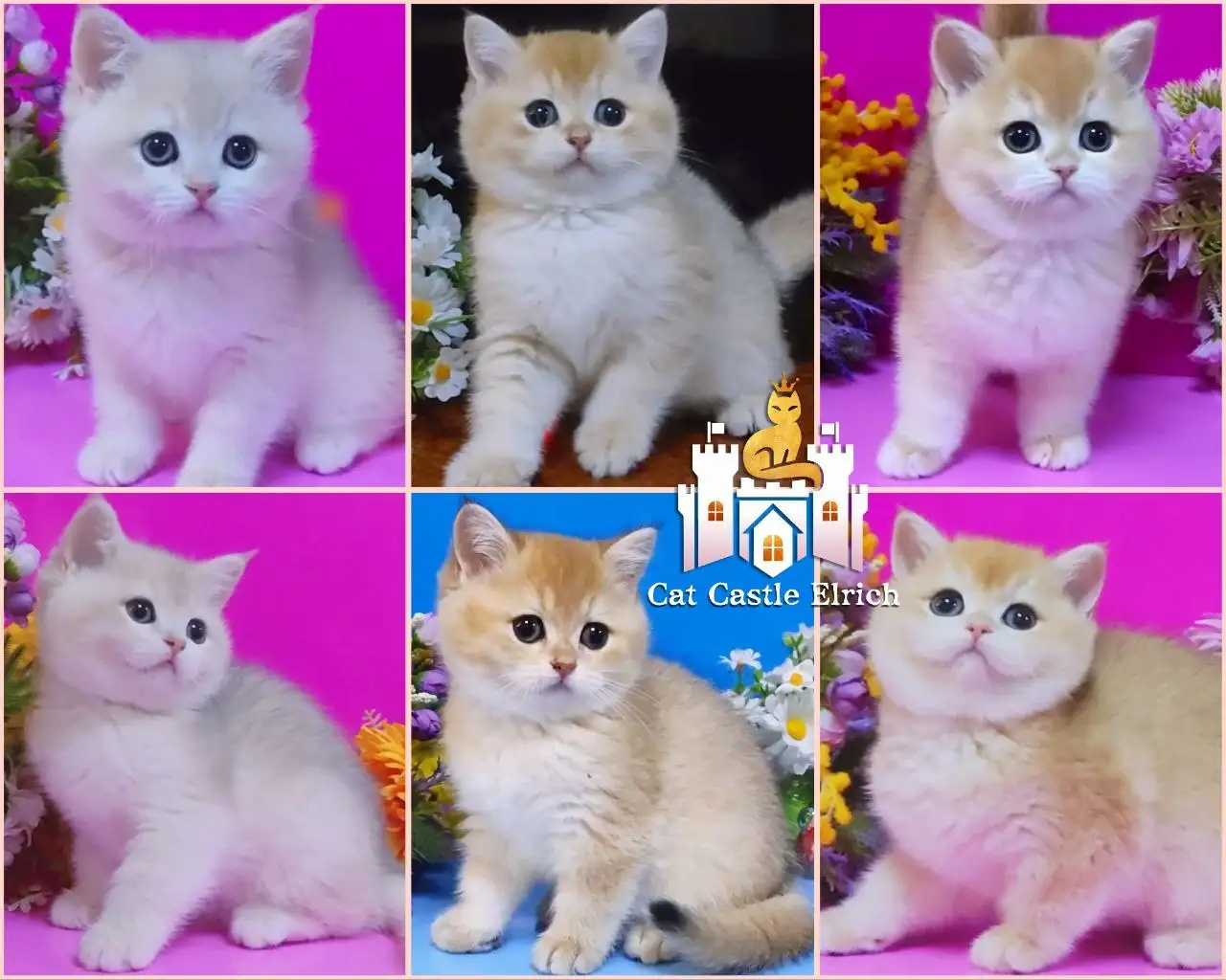 Шиншилла котята золотой окрас - Кошки (Животные) в Краснодар