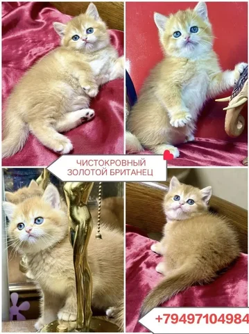 Чистокровный золотой британец с документами - Зоотовары в Краснодар