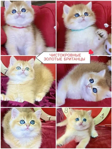 Чистокровные британские котята - частное объявление в Краснодар