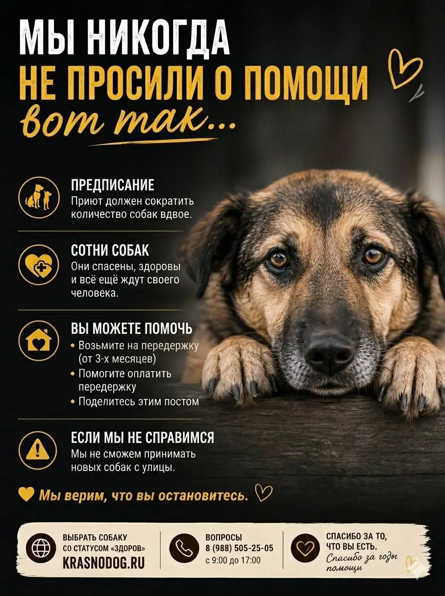 Помощь приюту для собак в Краснодаре - Приют для животных (Животные) в Краснодар