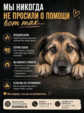 Помощь приюту для собак в Краснодаре - Животные в Краснодар