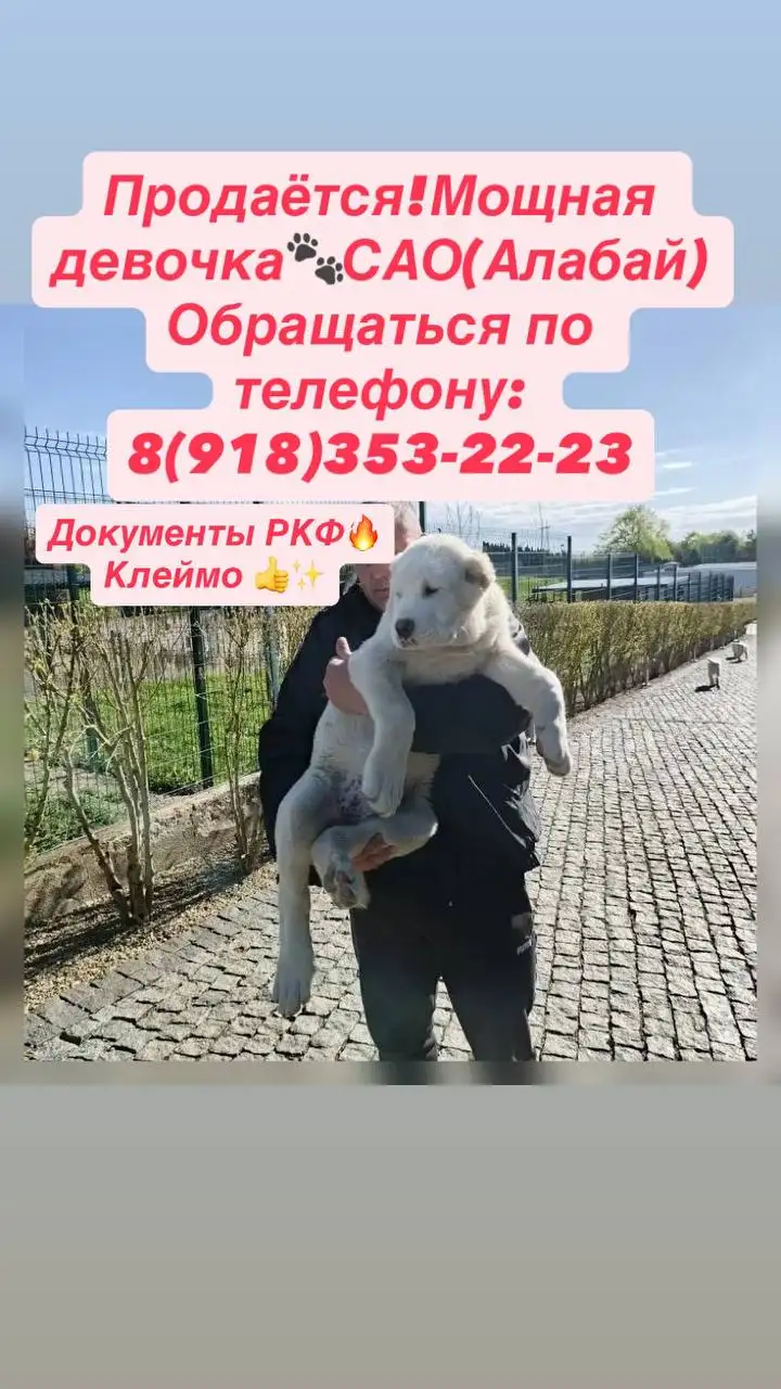 Продается девочка САО (Алабай) с документами - Собаки (Животные) в Краснодар