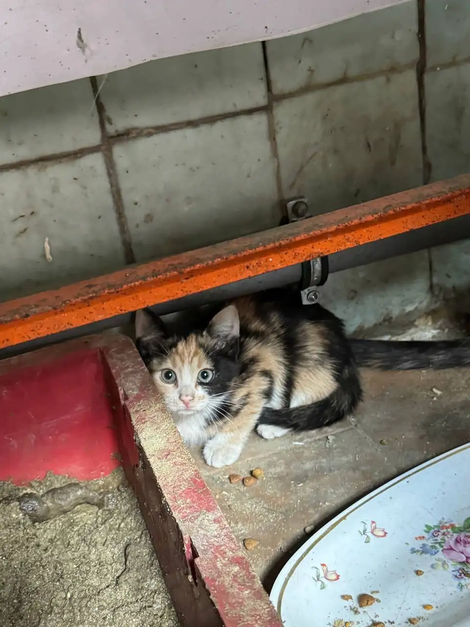 Котята в добрые руки - Кошки (Животные) в Краснодар