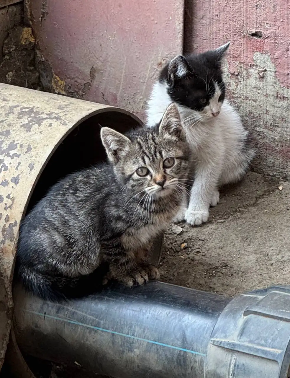 Котята в добрые руки - Кошки (Животные) в Краснодар