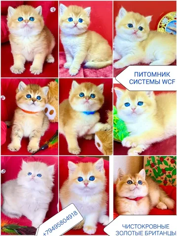 Продажа котят британской породы - частное объявление в Краснодар