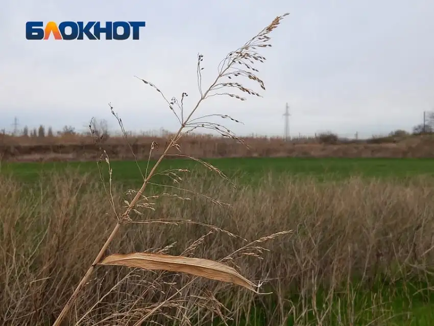 Прогноз пыления: аллергикам Краснодара на пике злаков - Услуги в Краснодар
