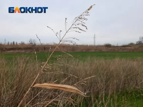 Прогноз пыления: аллергикам Краснодара на пике злаков - Красота в Краснодар