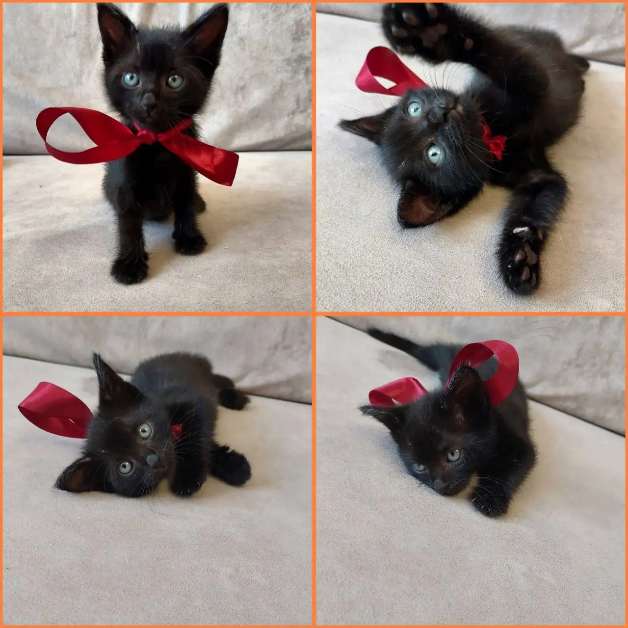 Котенок ищет дом - Кошки (Животные) в Краснодар