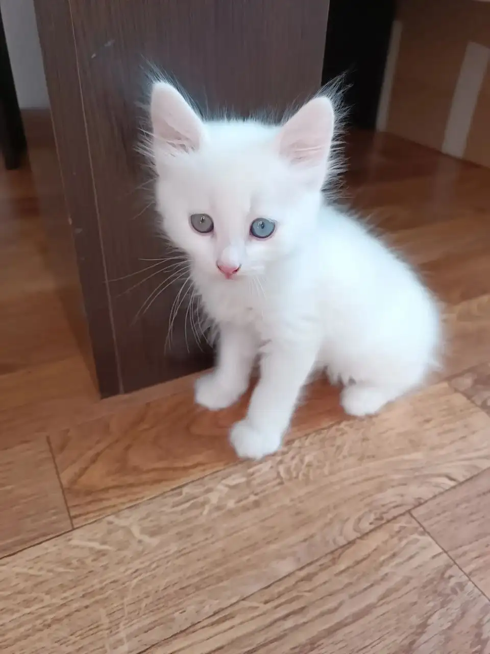 Отдам котенка девочку Белоснежку - Кошки (Животные) в Краснодар