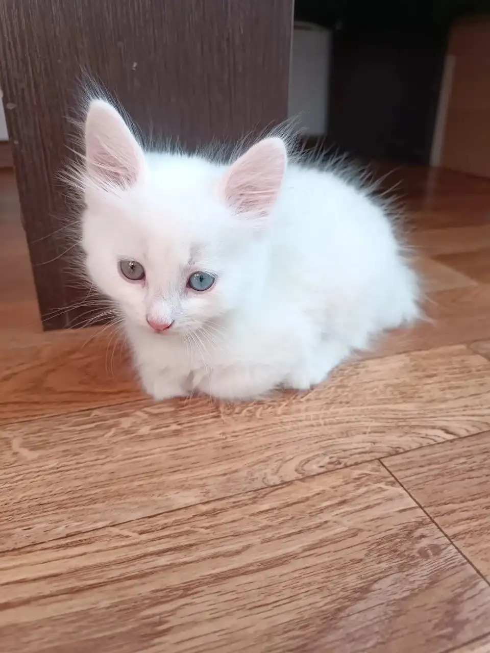 Отдам котенка девочку Белоснежку - Кошки (Животные) в Краснодар