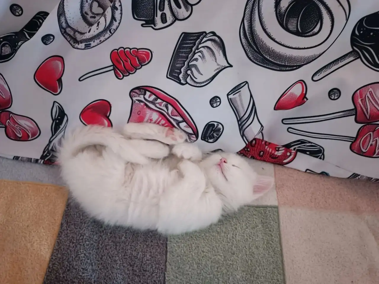 Отдам котенка девочку Белоснежку - Кошки (Животные) в Краснодар