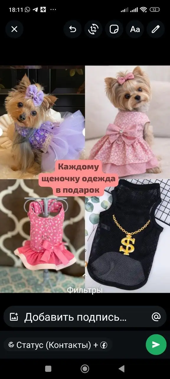 Щенки Йоркширского терьера - Животные в Краснодар