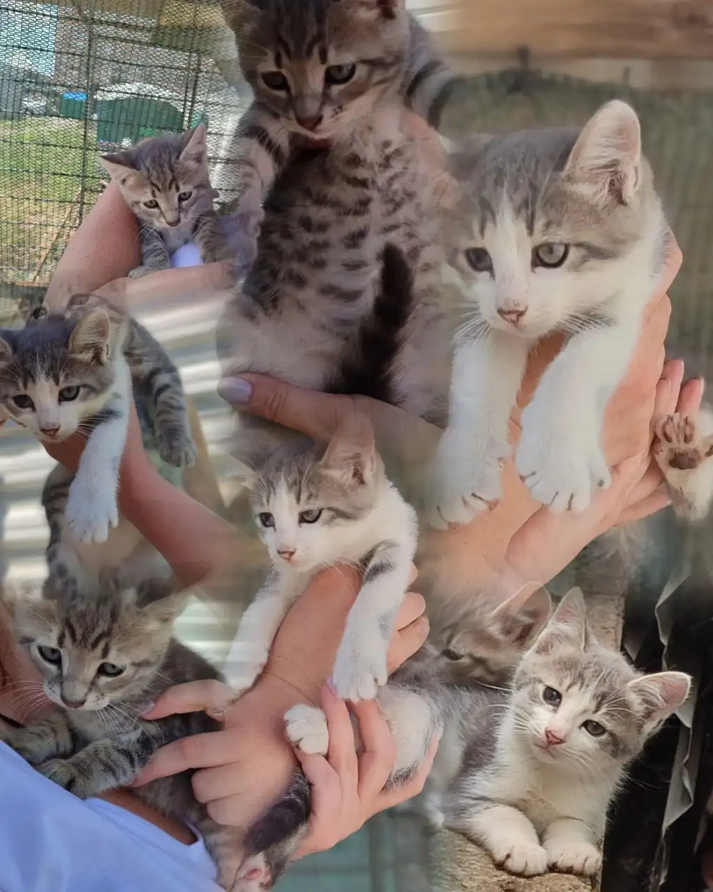 Отдам котят - Кошки (Животные) в Краснодар