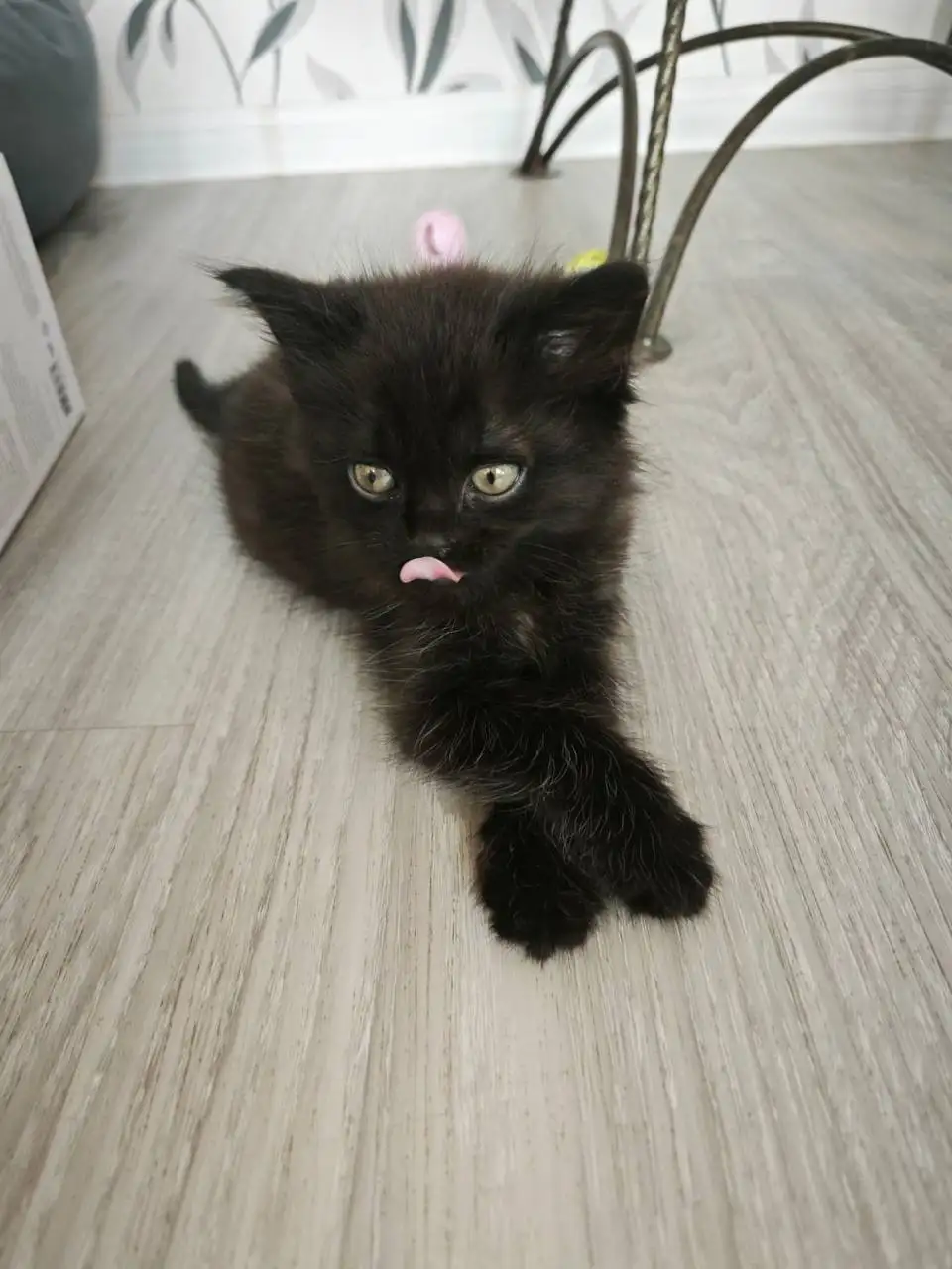 Котята спасённые с улицы ищут дом - Кошки (Животные) в Краснодар