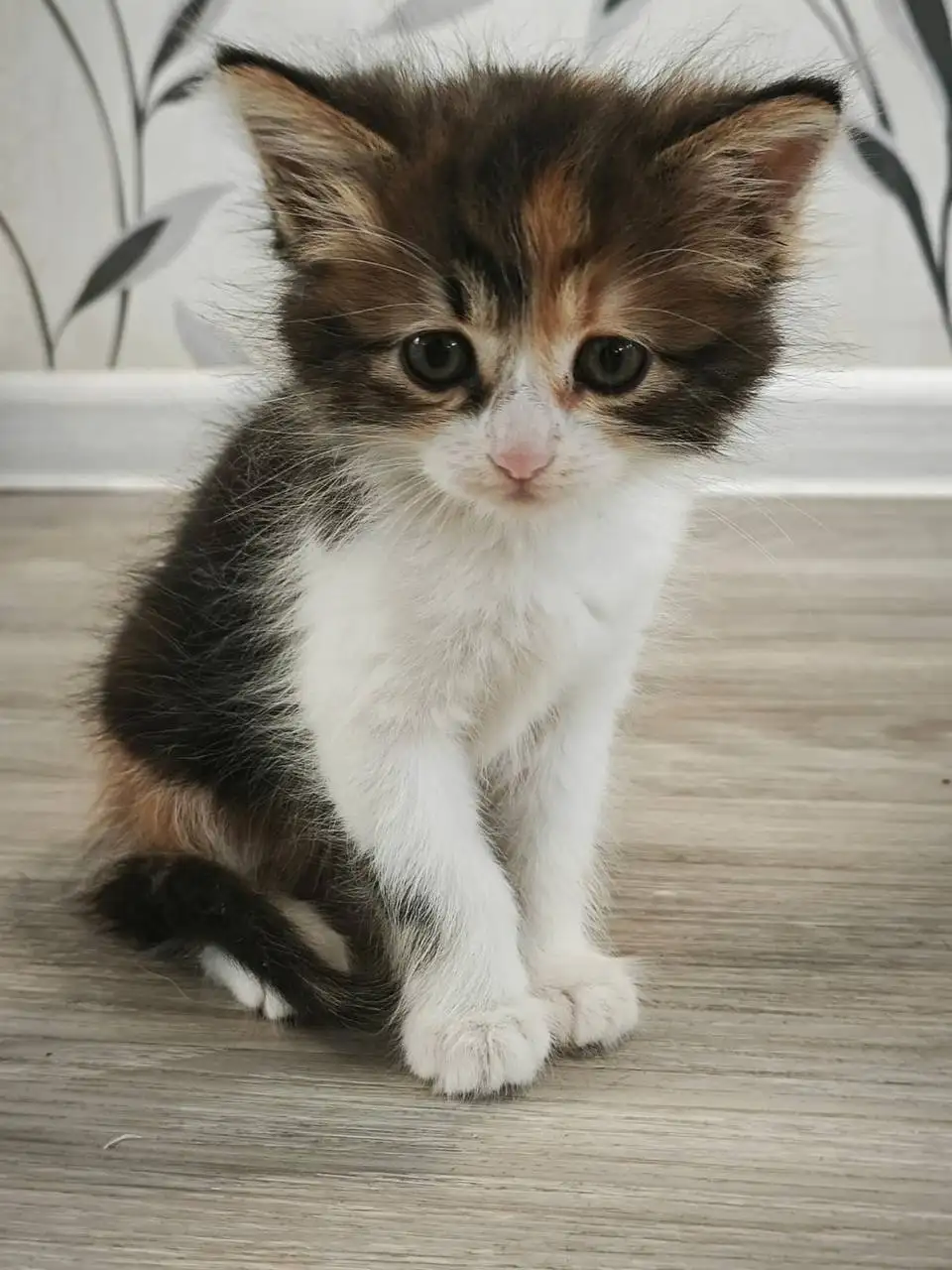 Котята спасённые с улицы ищут дом - Кошки (Животные) в Краснодар