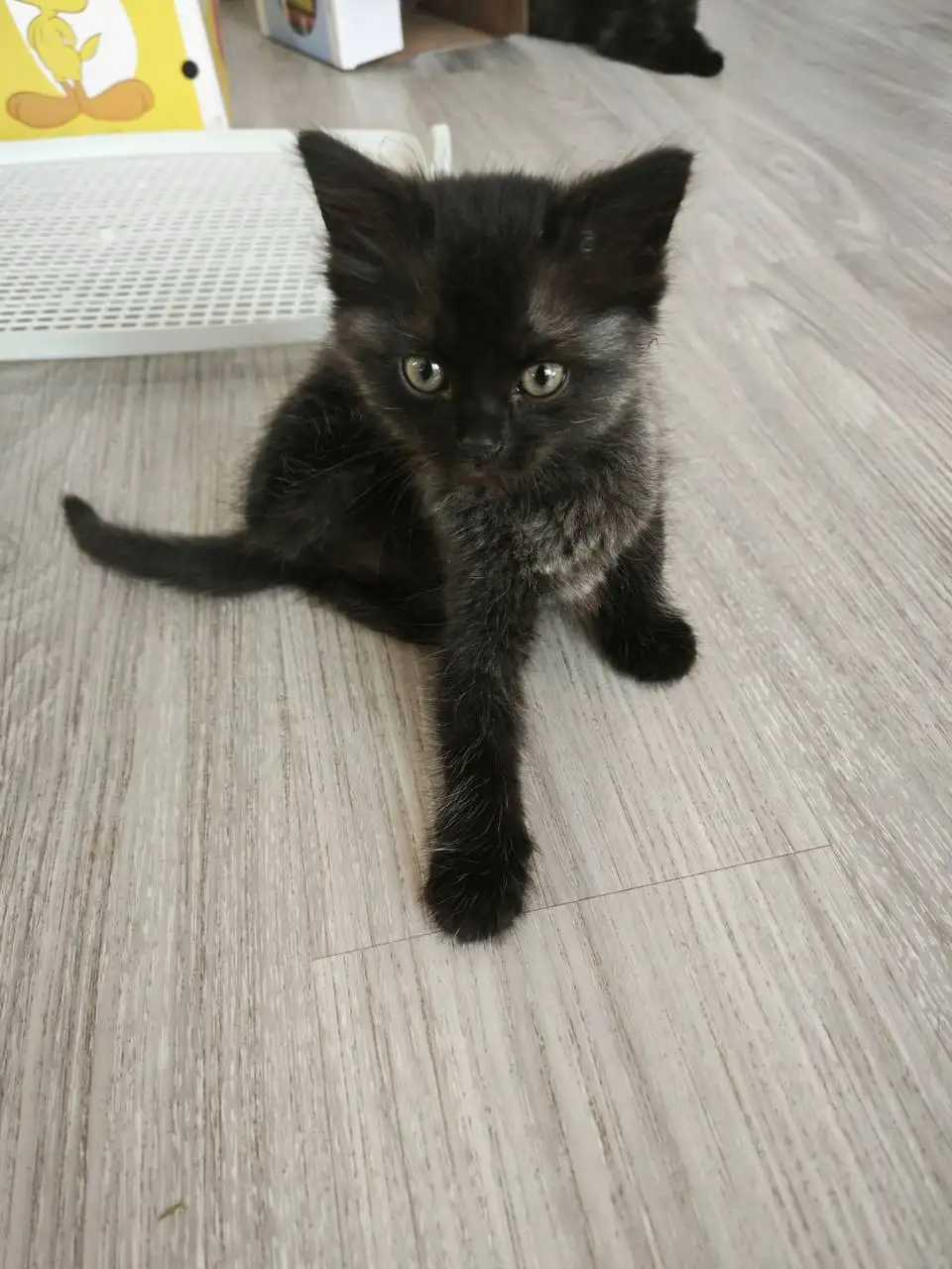 Котята спасённые с улицы ищут дом - Кошки (Животные) в Краснодар