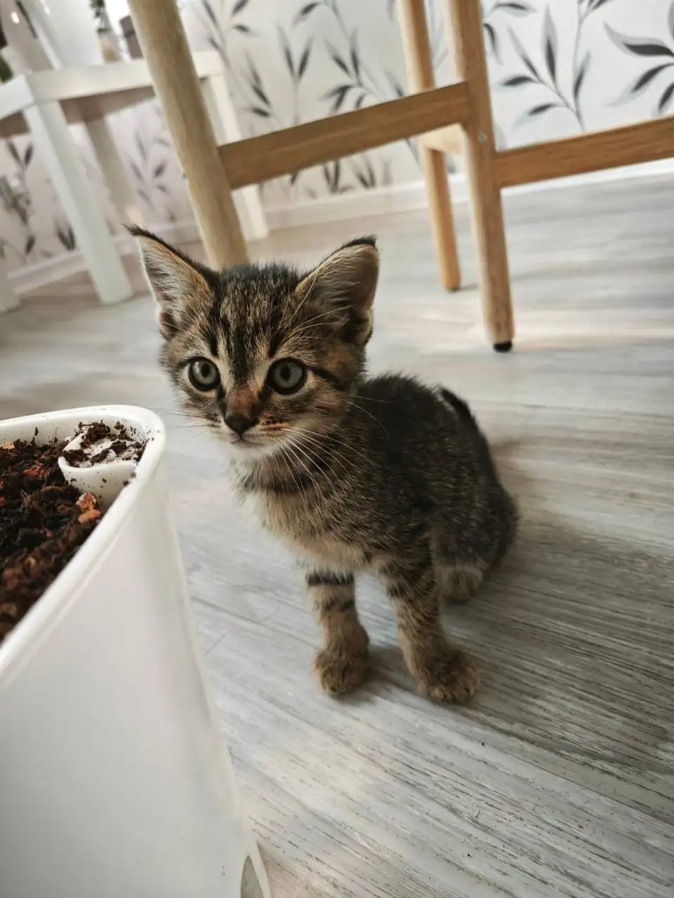 Котята спасённые с улицы ищут дом - Кошки (Животные) в Краснодар