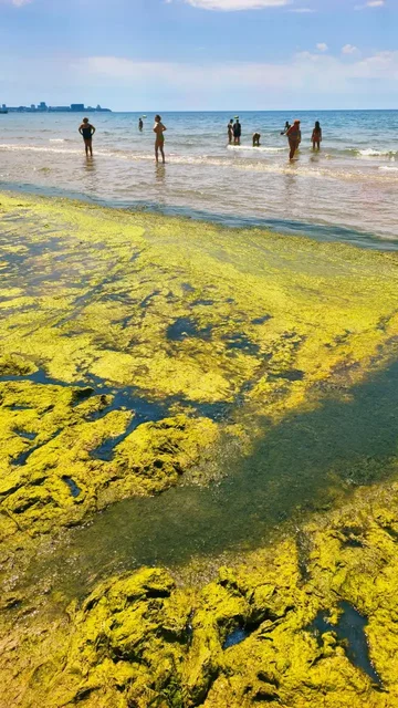 Пляж в Джемете покрылся водорослями - Гостиница в Джемете