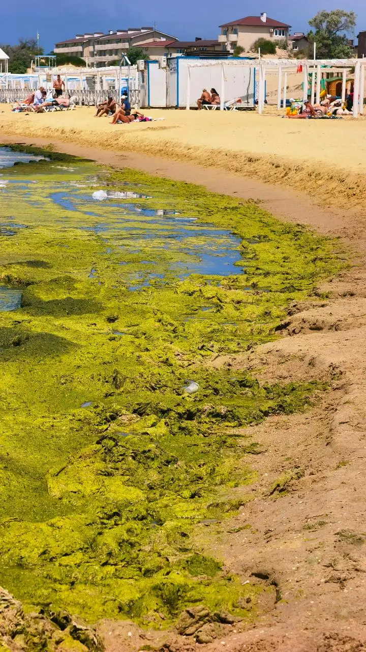 Пляж в Джемете покрылся водорослями - Недвижимость в Джемете