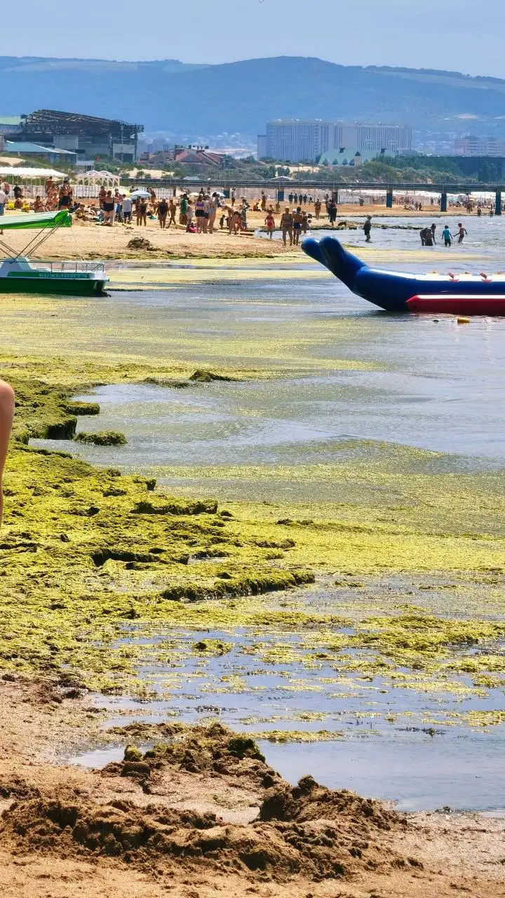 Пляж в Джемете покрылся водорослями - Недвижимость в Джемете
