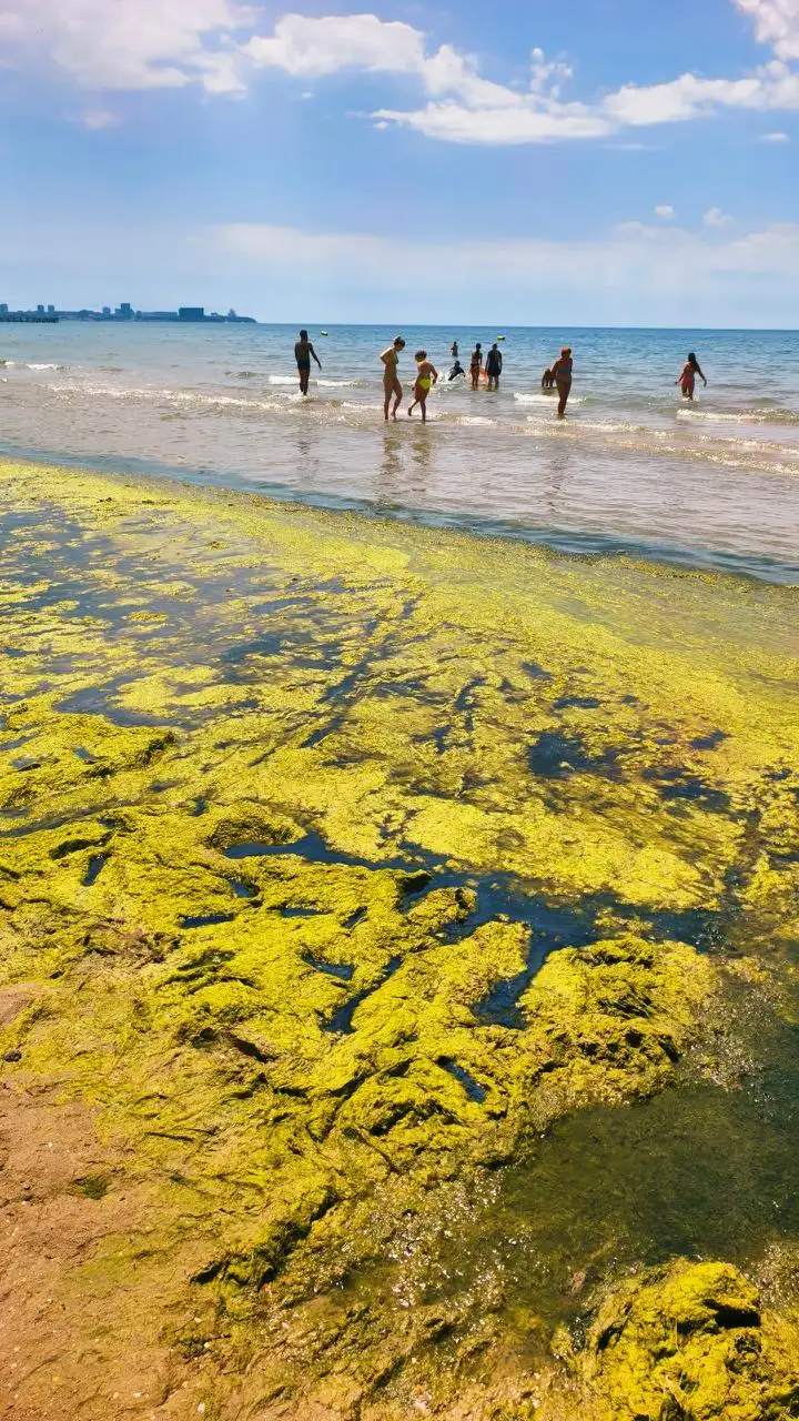 Пляж в Джемете покрылся водорослями - Недвижимость в Джемете