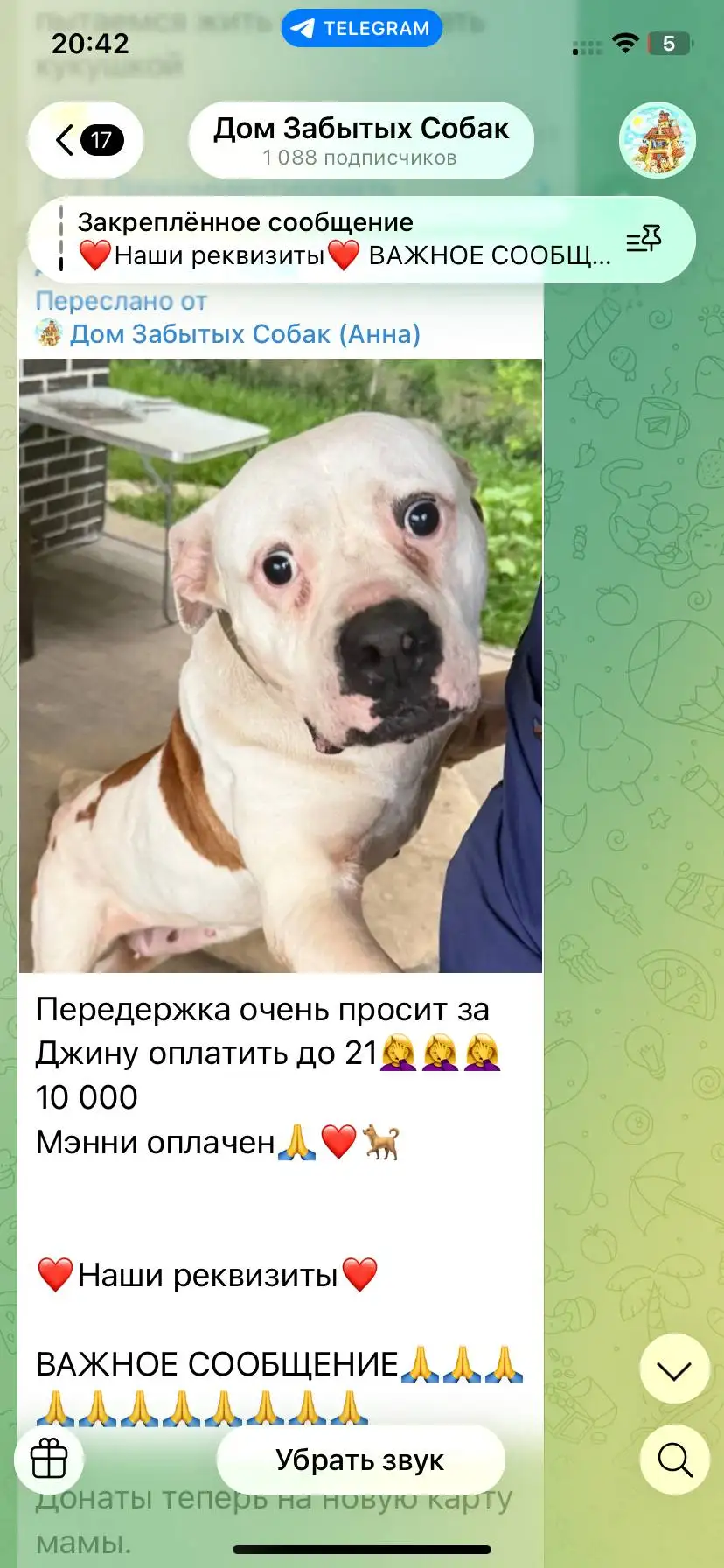 Просьба о помощи для собак в приюте Краснодара - Животные в Краснодар