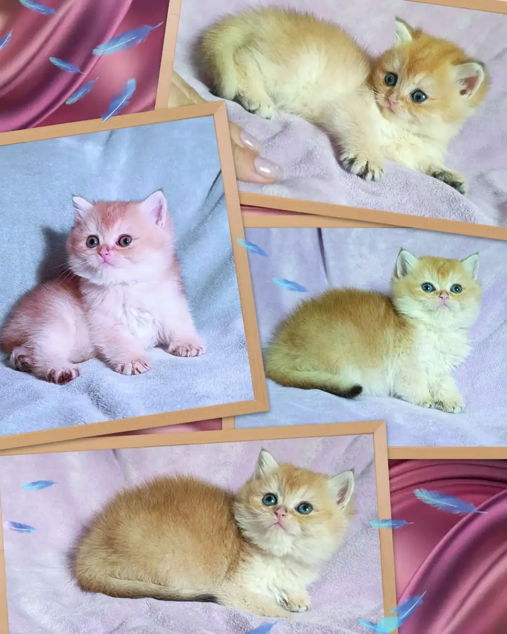 Золотые британские котята - Кошки (Животные) в Краснодар