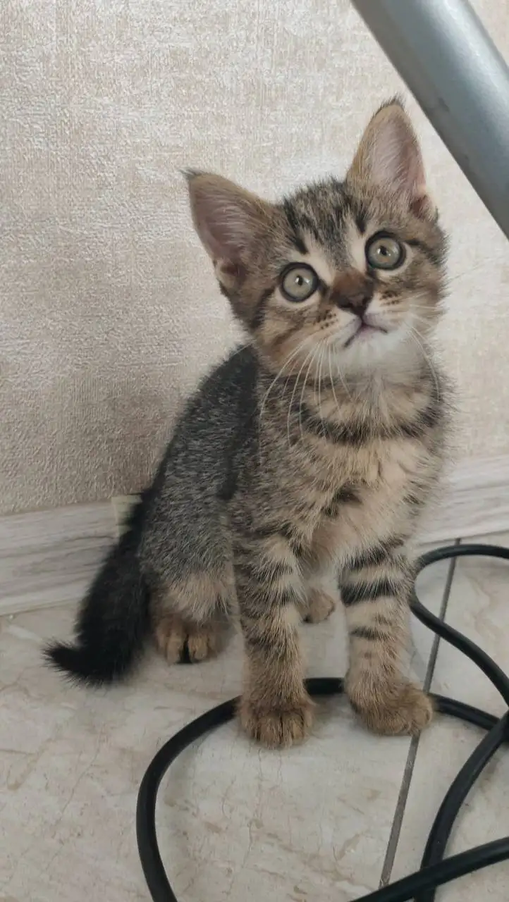 Котята мальчики ищут дом - Кошки (Животные) в Краснодар