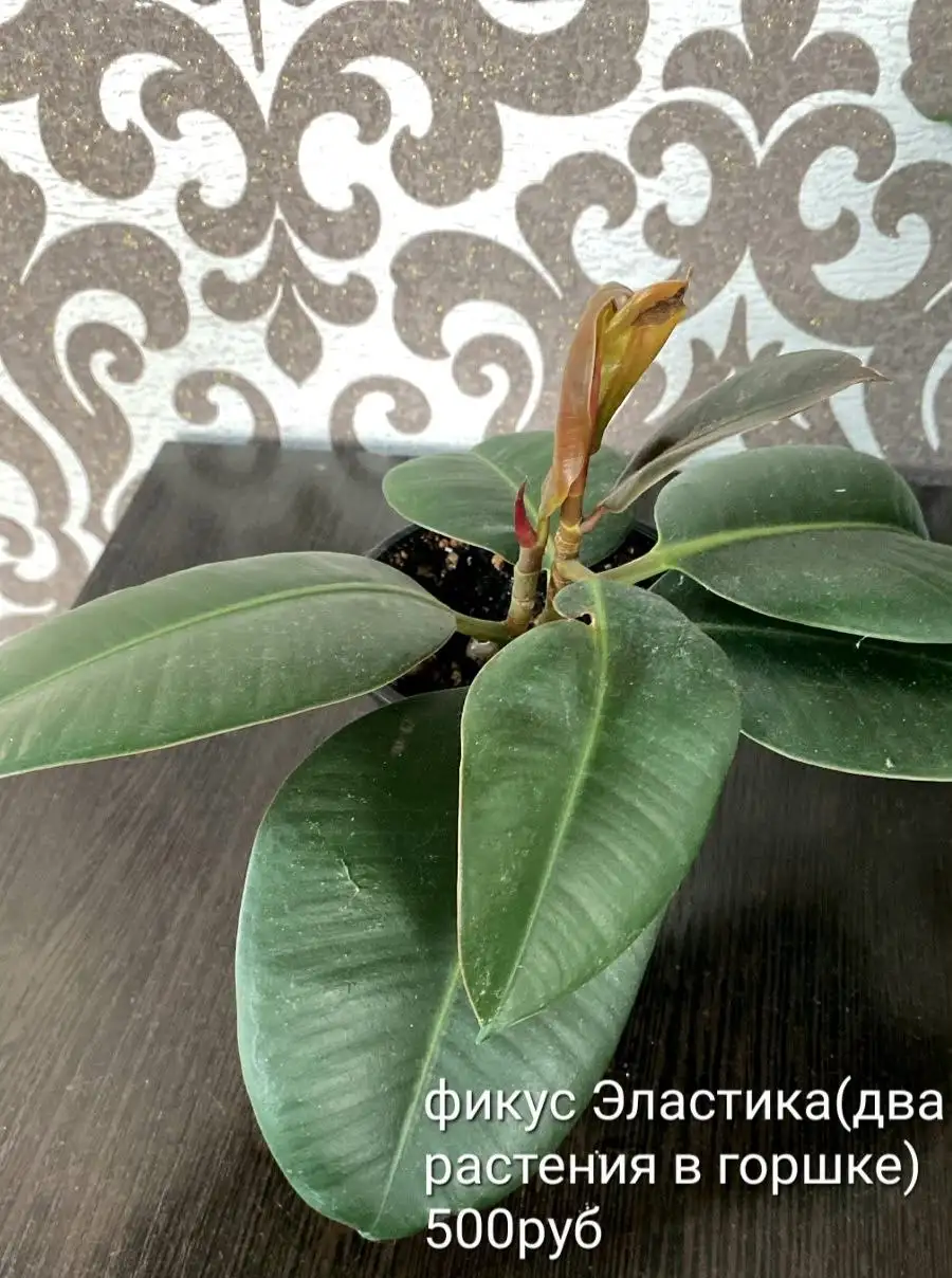 Фикусы и филодендрон - Комнатные растения (Растения) в Краснодар