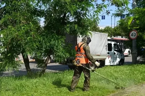 В Краснодаре продолжают бороться с амброзией - частное объявление в Краснодар