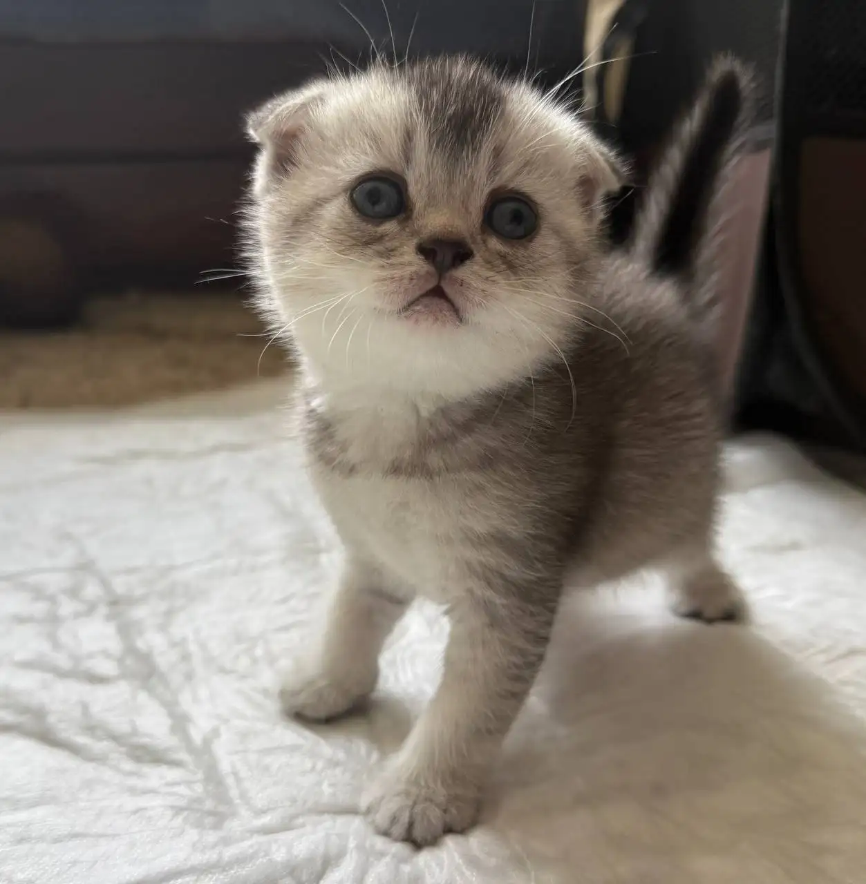 Продаю шотландских котят - Кошки (Животные) в Краснодар