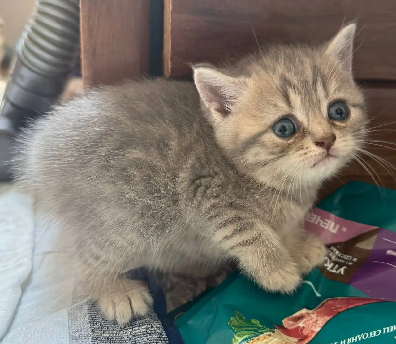 Продаю шотландских котят - Кошки (Животные) в Краснодар