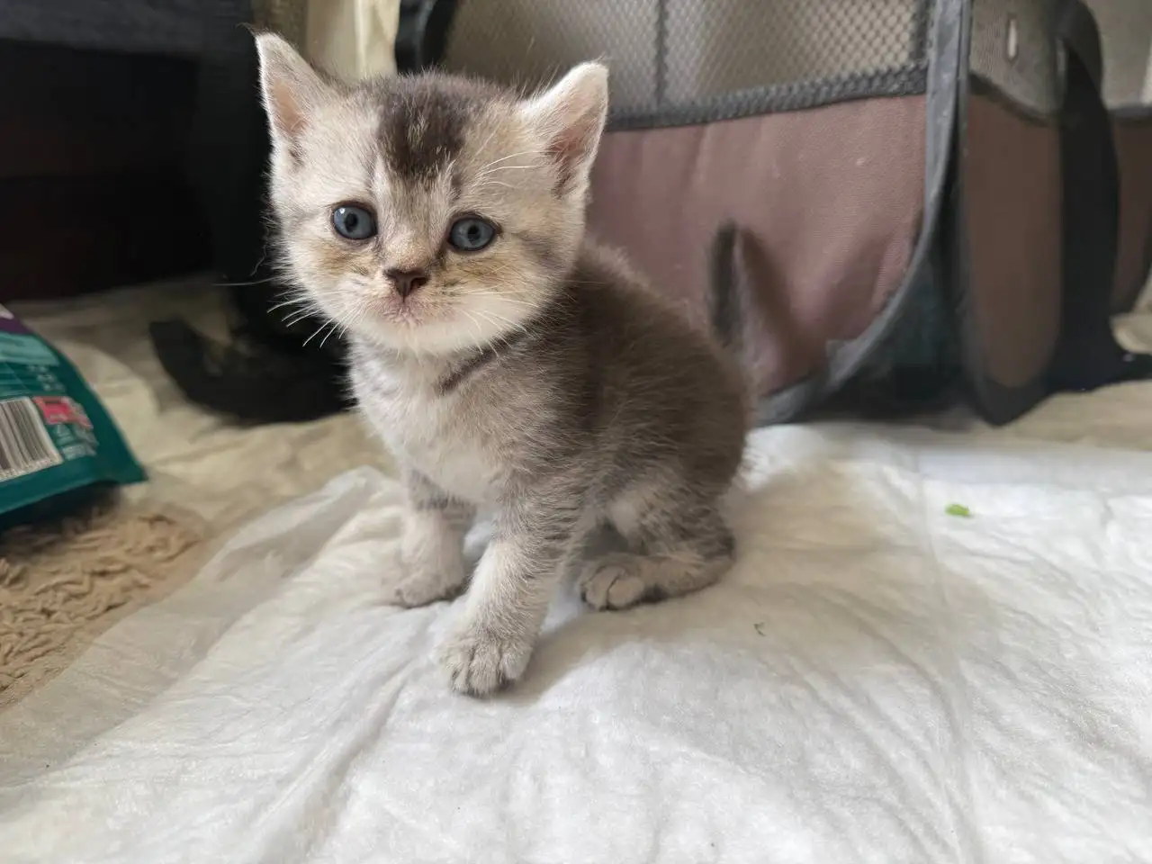 Продаю шотландских котят - Кошки (Животные) в Краснодар