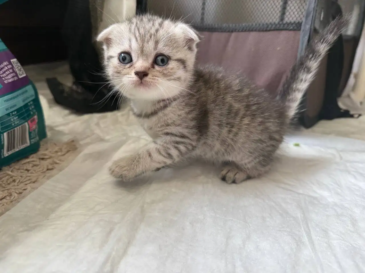 Продаю шотландских котят - Кошки (Животные) в Краснодар