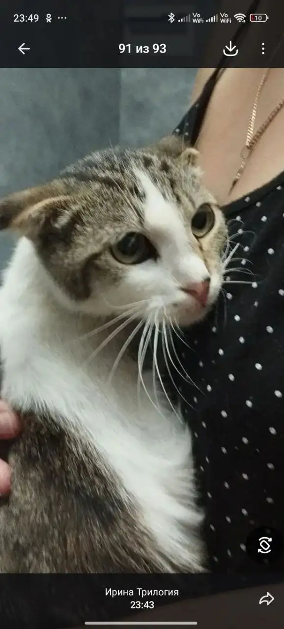 Котенок вислоухий ищет дом, Краснодар - Животные в Краснодар