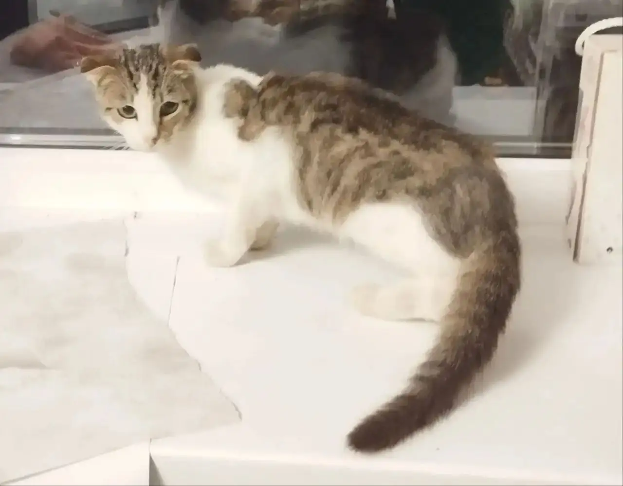 Котенок вислоухий ищет дом, Краснодар - Животные в Краснодар