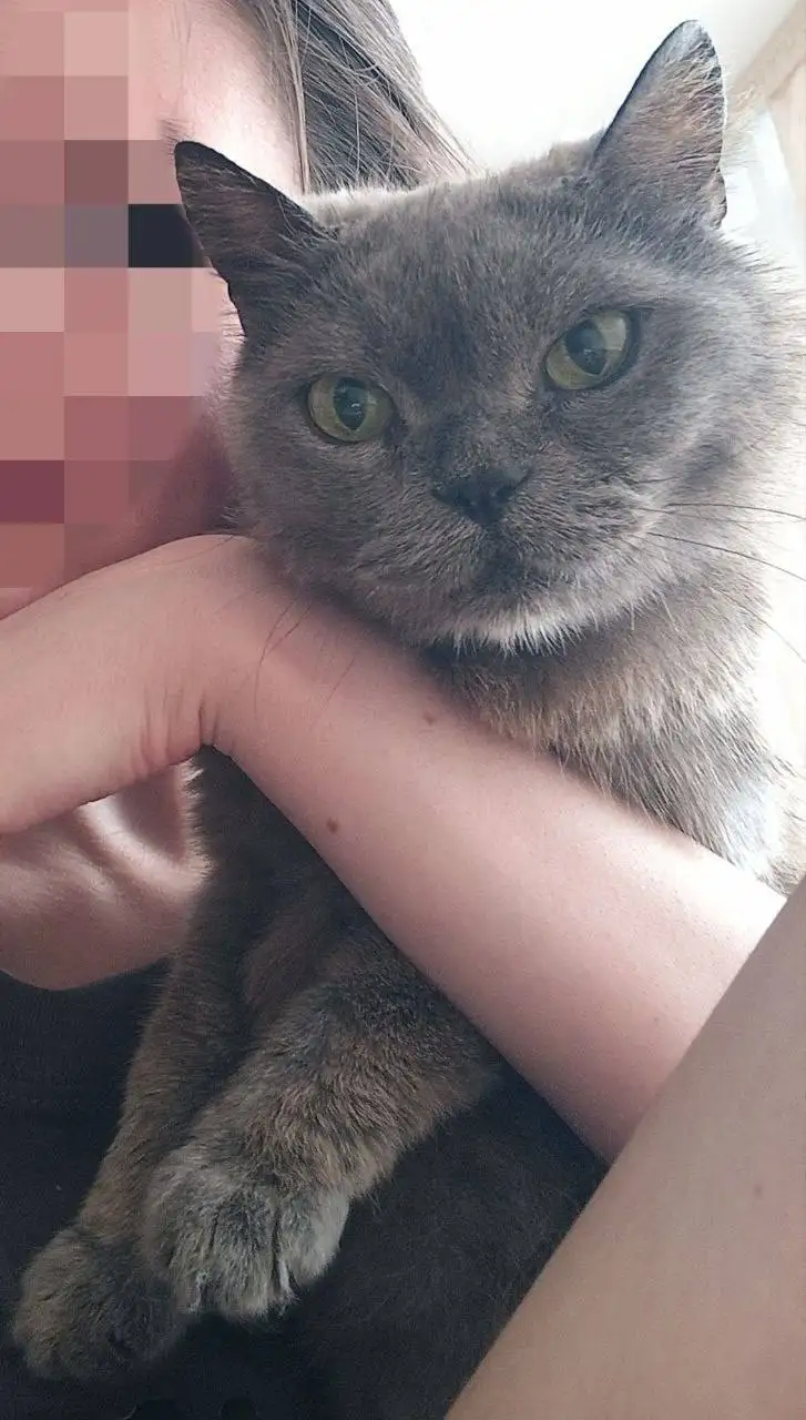 Срочно ищу дом или передержку для кошки - Кошки (Животные) в Краснодар