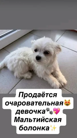 Обращение по телефону - частное объявление в Краснодар